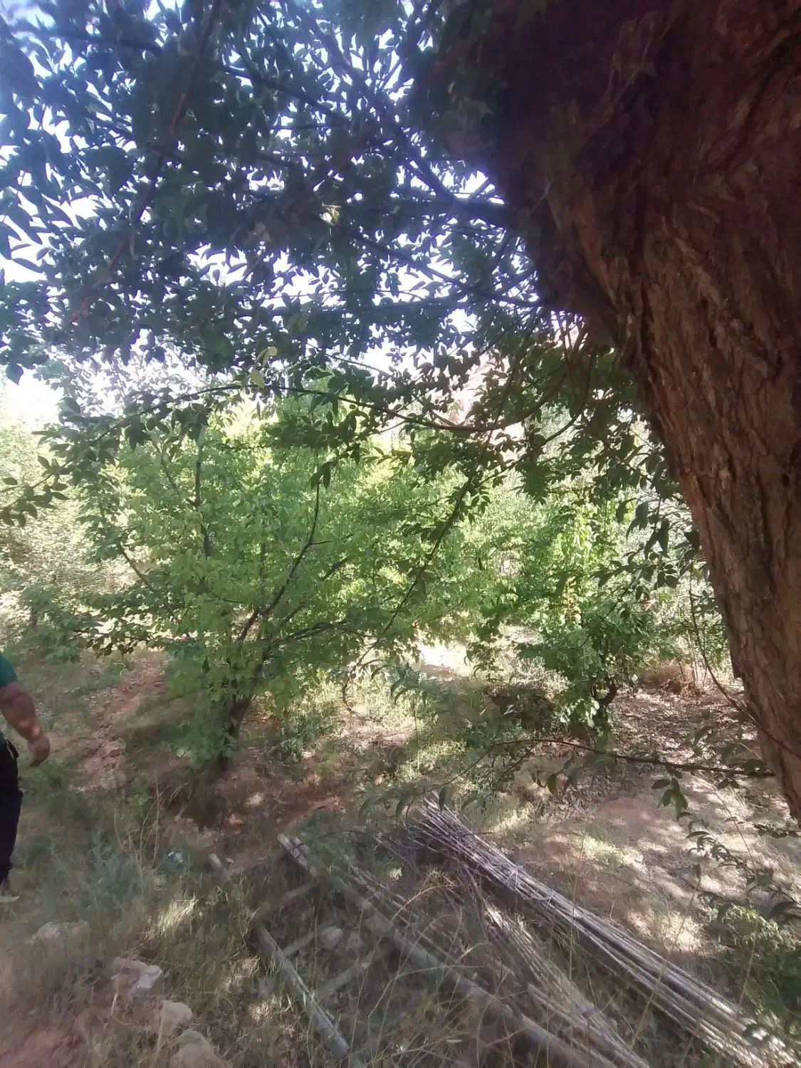 فروش باغ۷۰۰متری در مجن|فروش زمین و ملک کلنگی|بسطام, |دیوار