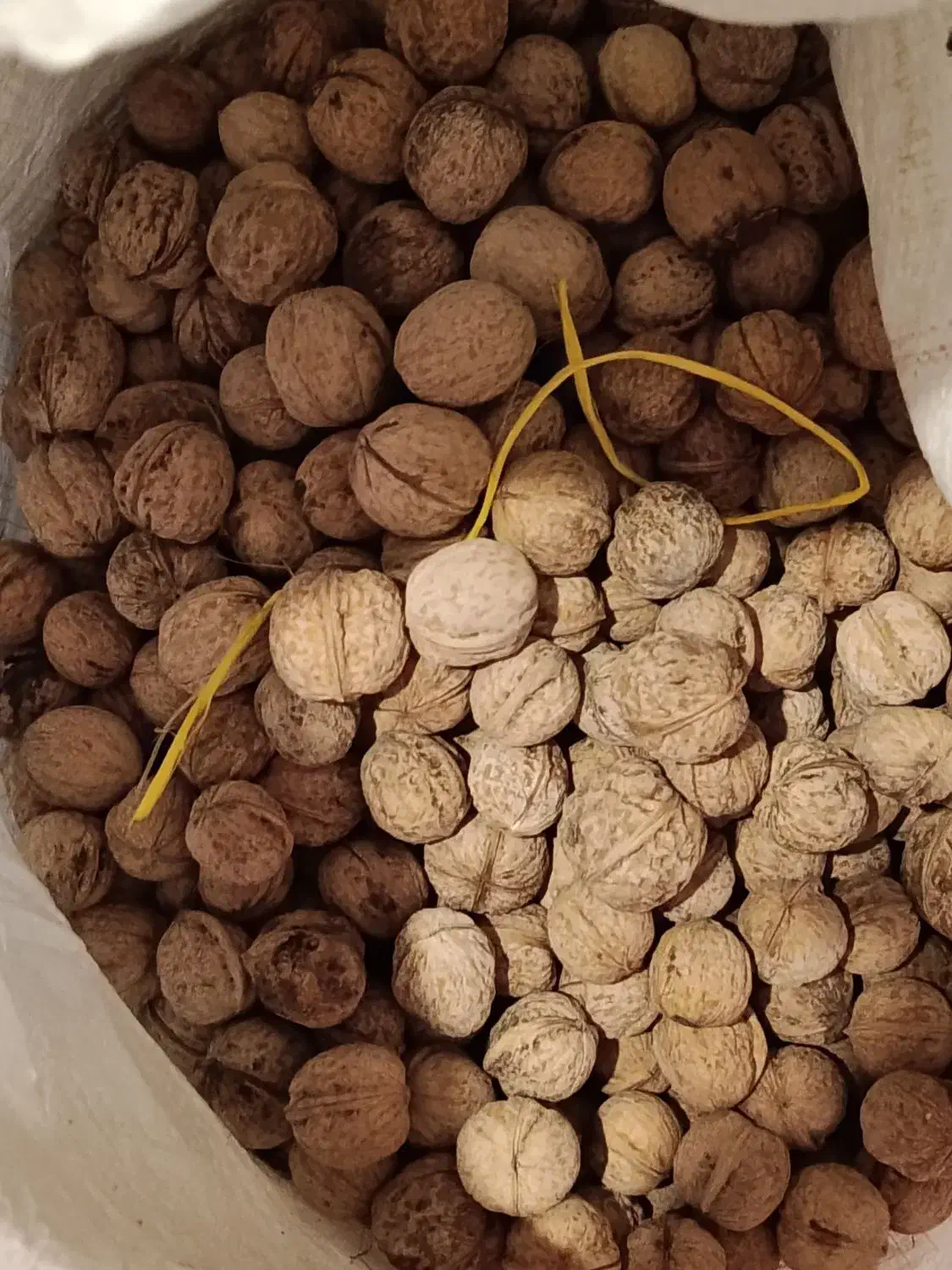 گردو خشک درجه یک|خوردنی و آشامیدنی|کیار, |دیوار