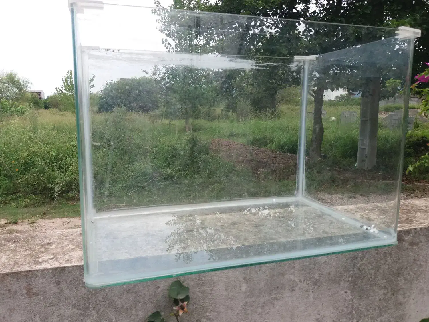 اکواریم شرکتی ضخیم|ماهی|سلمان‌شهر, |دیوار