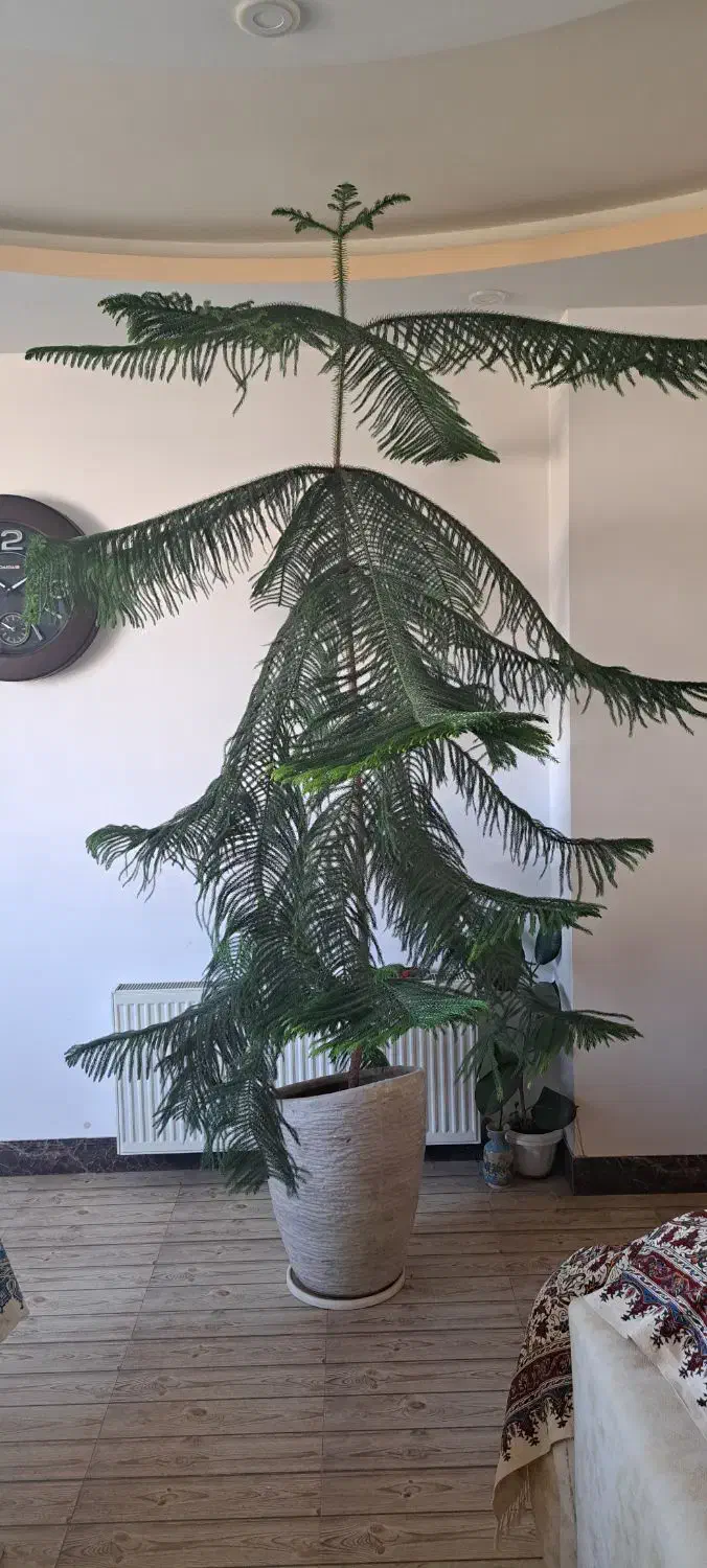 کاج مطبق ۲.۵ متری|گل و گیاه طبیعی|قیدار, |دیوار