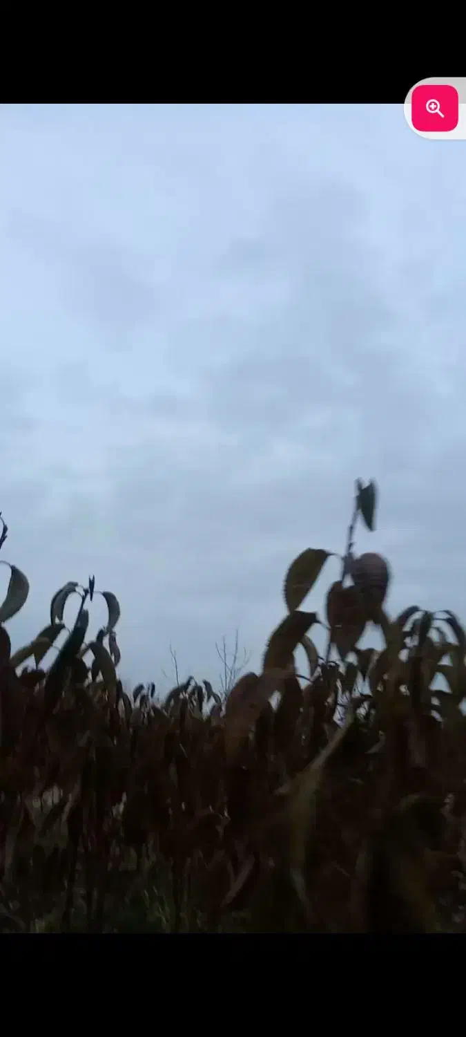 نهال گیلاس تکدانه رو پایه آلبالو بومی|خدمات باغبانی و درختکاری|تسوج, |دیوار