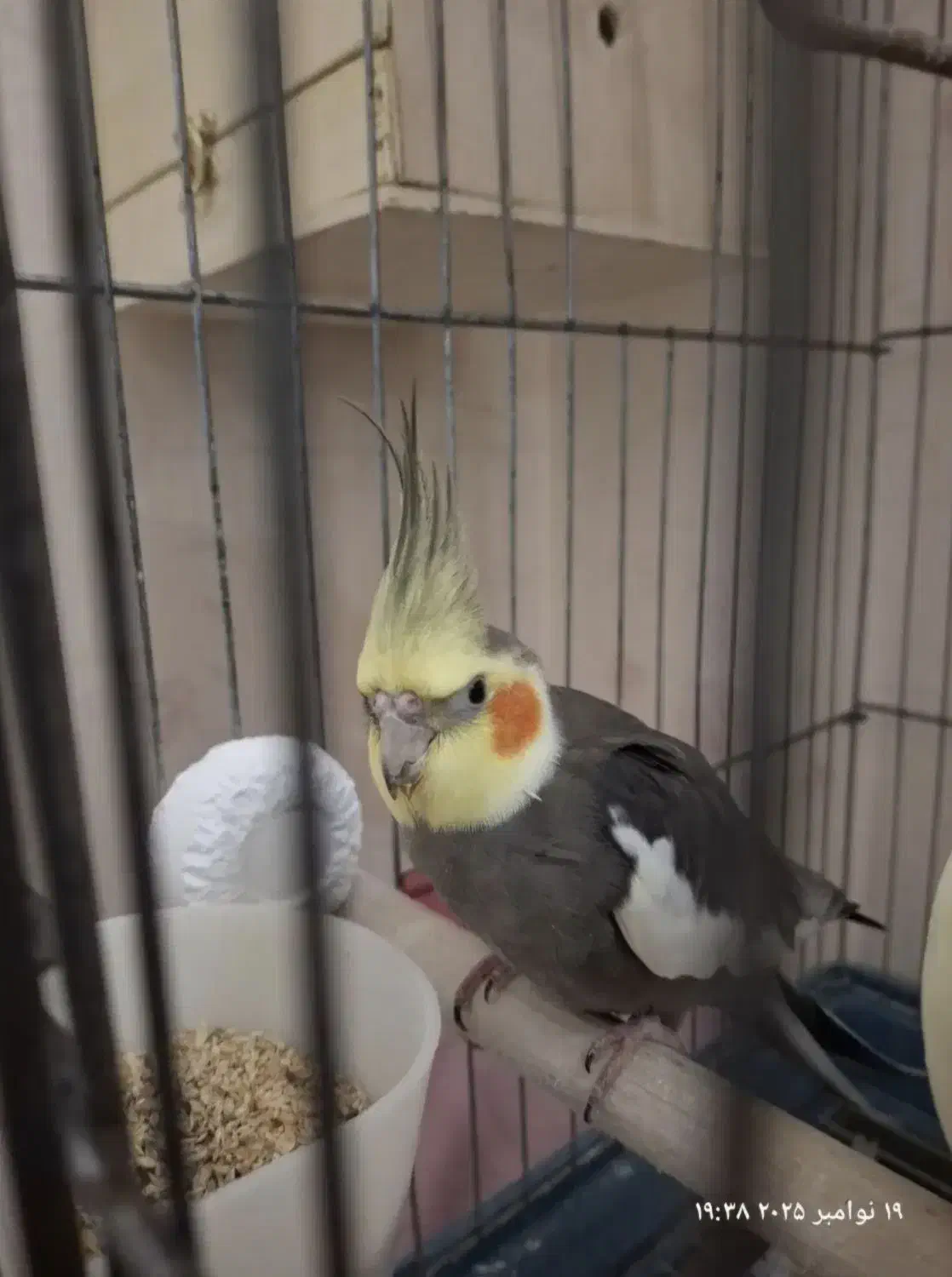 جفت عروس با جوجه|پرنده|مشهد, موسوی قوچانی|دیوار