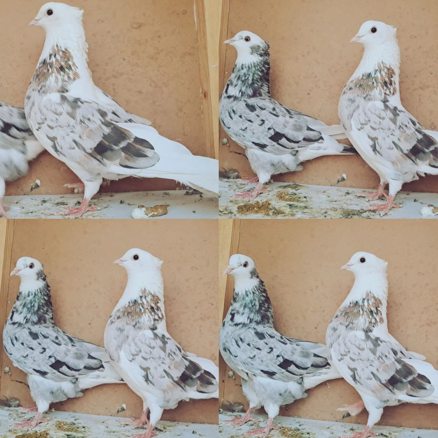 سرور دم سفید.سبز دم سفید .ابلغ سرور .کل الماسی|پرنده|تهران, حر|دیوار