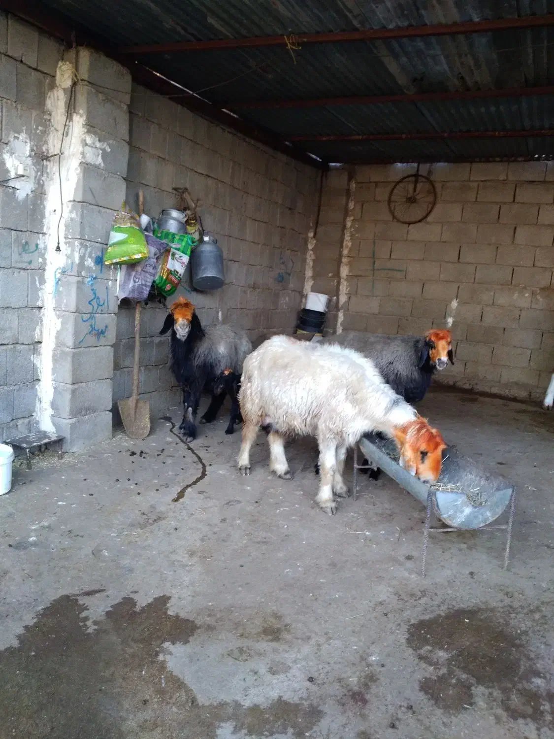 میش و بره|حیوانات مزرعه|شوشتر, |دیوار