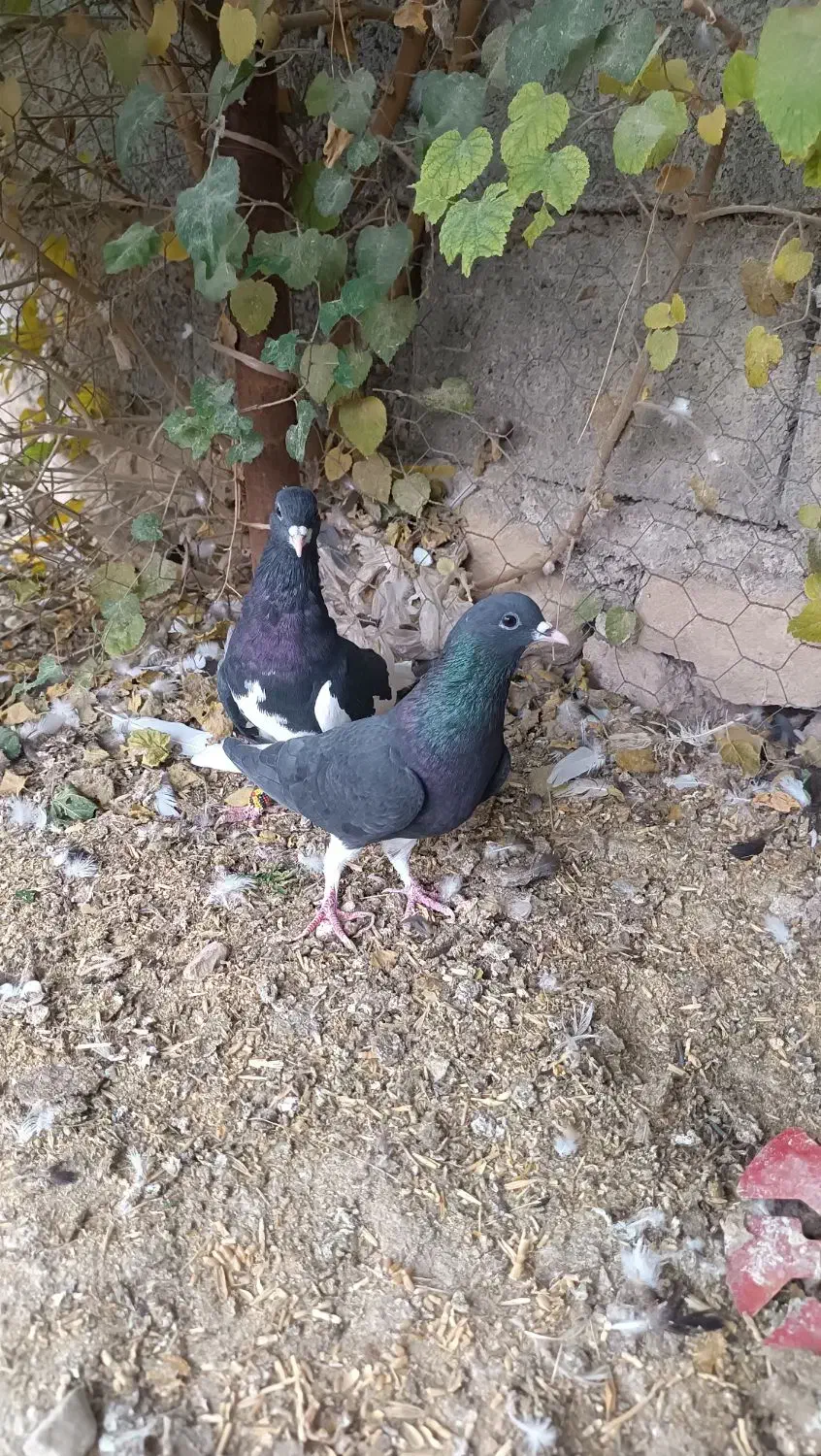 کبوتر شهری|پرنده|کازرون, |دیوار