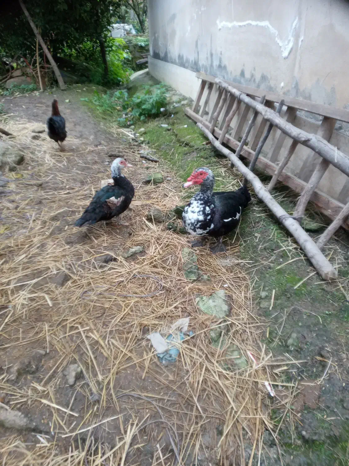 مرغ و خروس|حیوانات مزرعه|لاهیجان, آهندان|دیوار