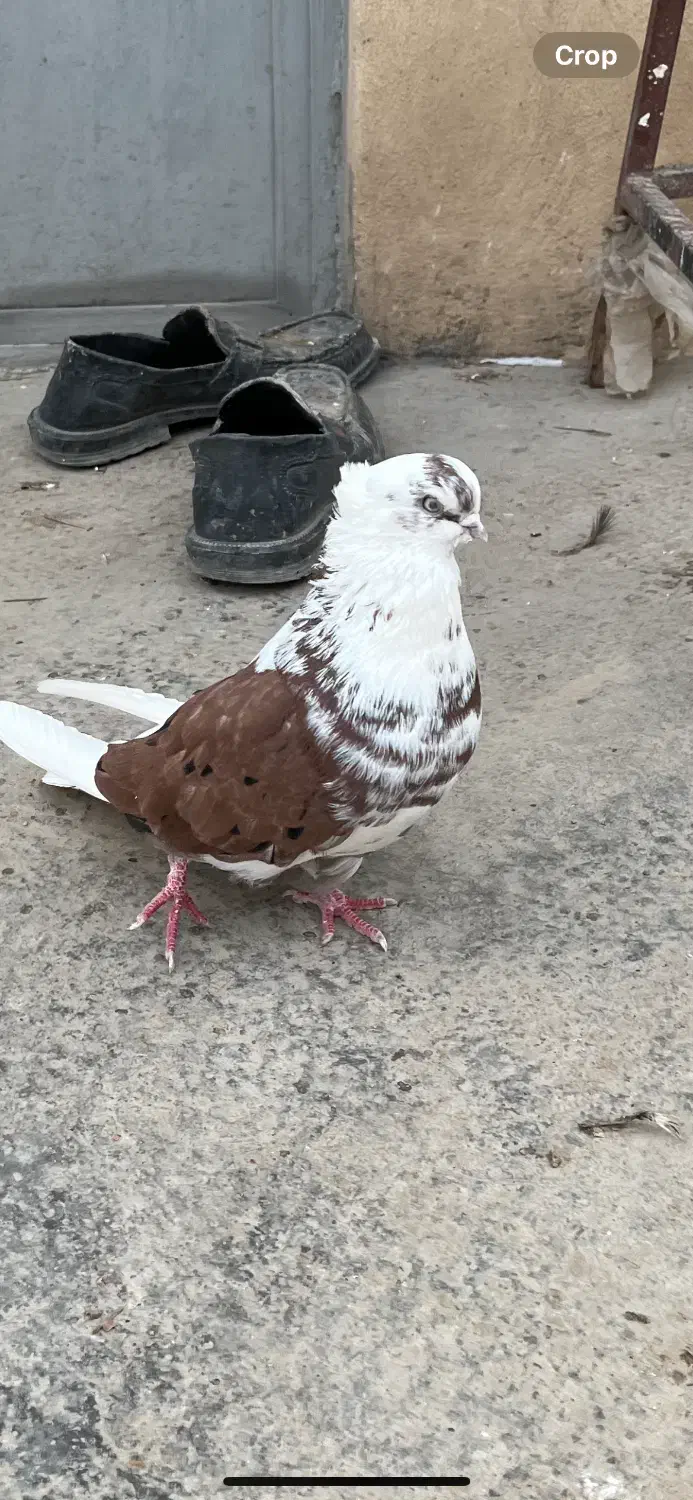 کبوتر نوک ریز|پرنده|وحیدیه, |دیوار