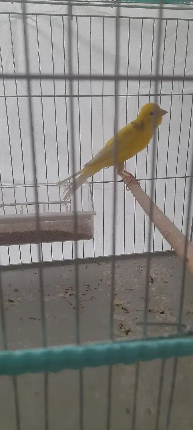 قناری نر و ماده|پرنده|شیراز, کوشک میدان|دیوار