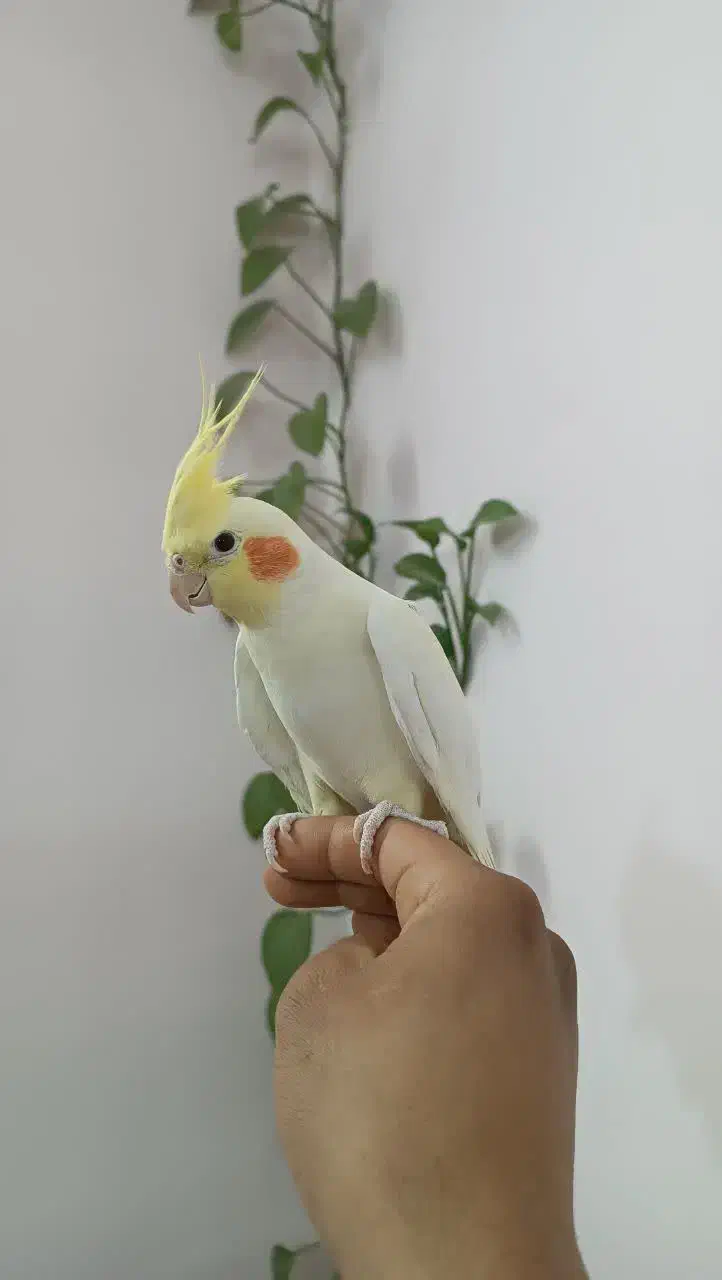 عروس هلندی لوتیبنو|پرنده|چهاردانگه (تهران), |دیوار