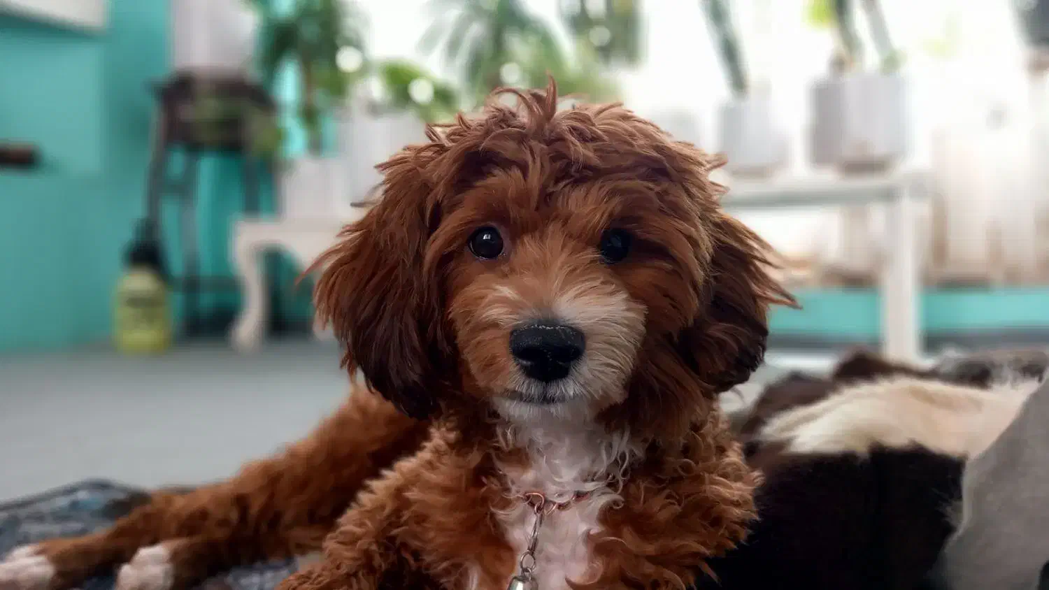 سگ گمشده رنگ قهوه ای و سفید.مژدگانی ۱۰ میلیون|حیوانات|تهران, تختی|دیوار