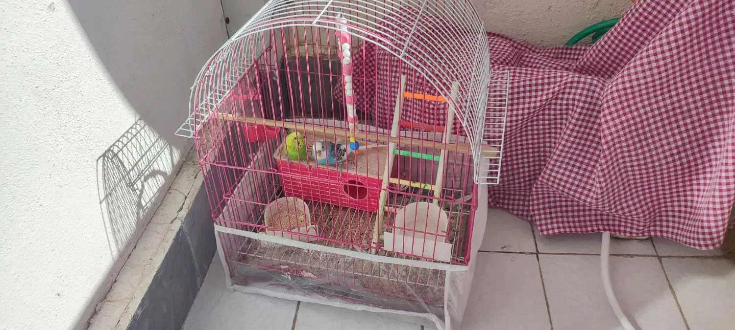 پرنده مرغ عشق|پرنده|سهند, |دیوار