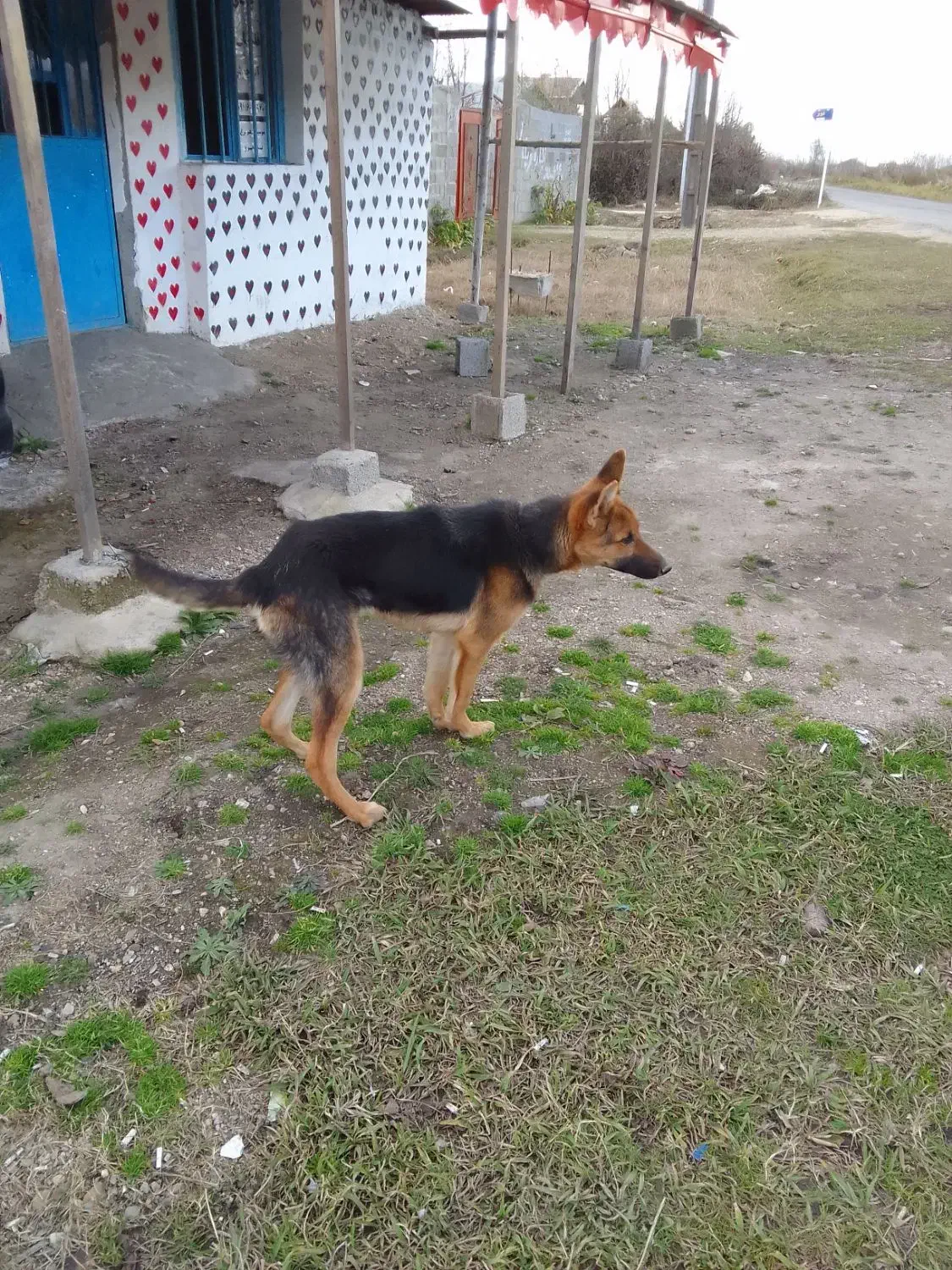 سگ ژرمن نر|سگ|رشت, شهریاران|دیوار