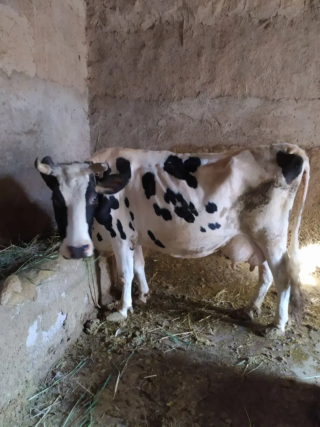 گاو سراب|حیوانات مزرعه|زنجانرود, |دیوار