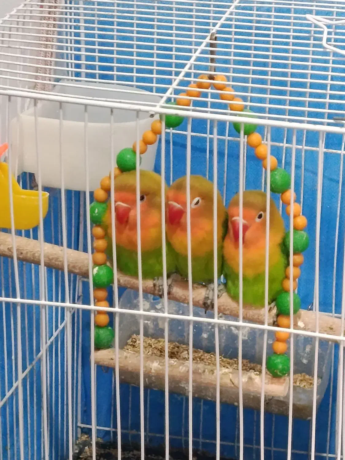 کوتوله برزیلی فیشر|پرنده|فولادشهر, مسکن مهر فولادشهر|دیوار