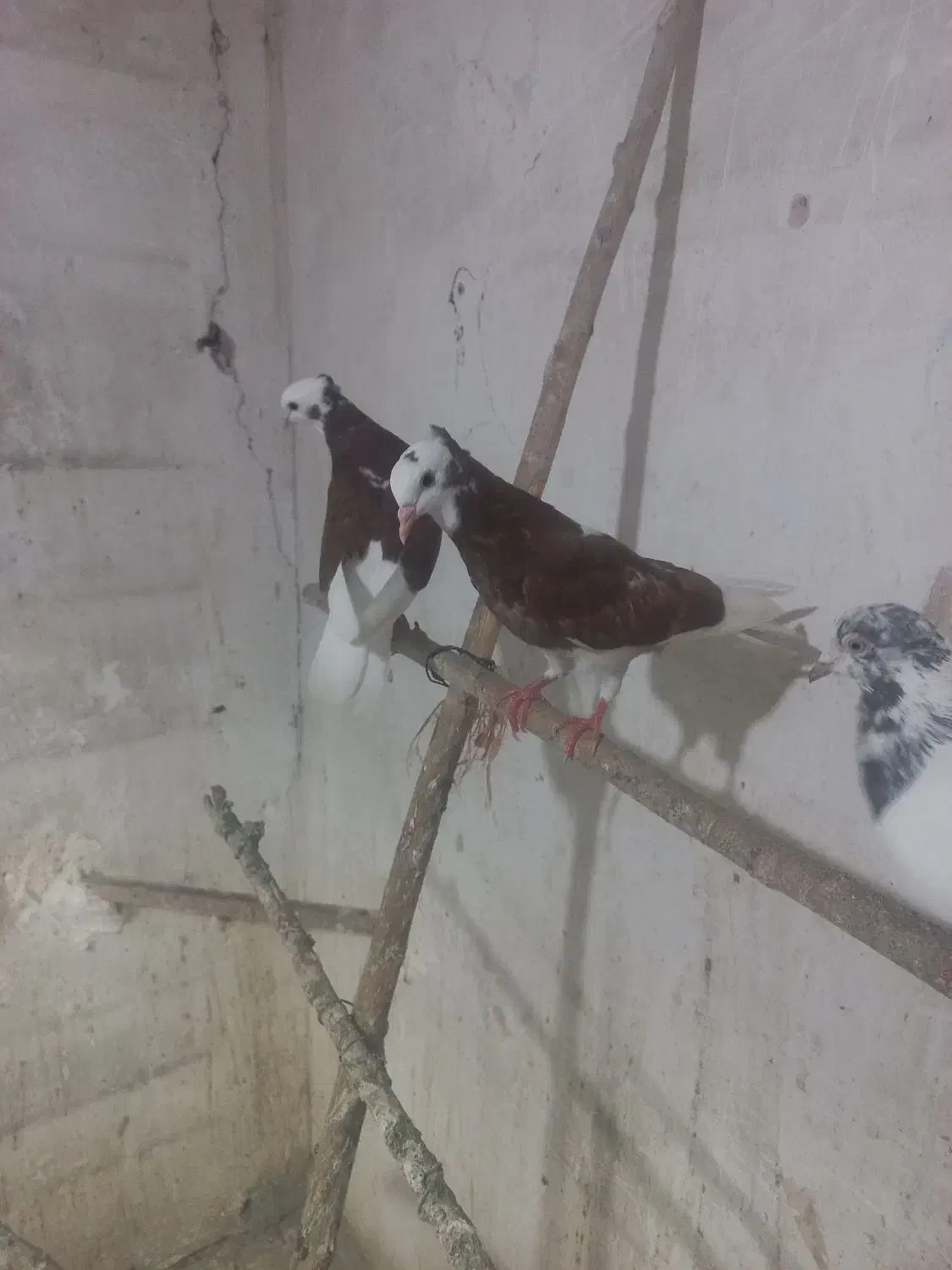 کبوتر‌شازاده‌نر‌وماده‌جوجه‌مهر|پرنده|بروجرد, |دیوار