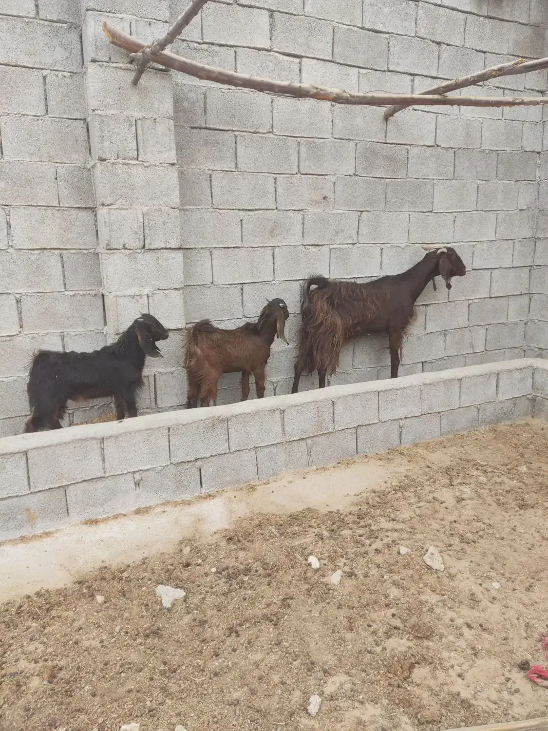 سلام یک عددبزدوقلوبادوکهرنر|حیوانات مزرعه|برازجان, |دیوار