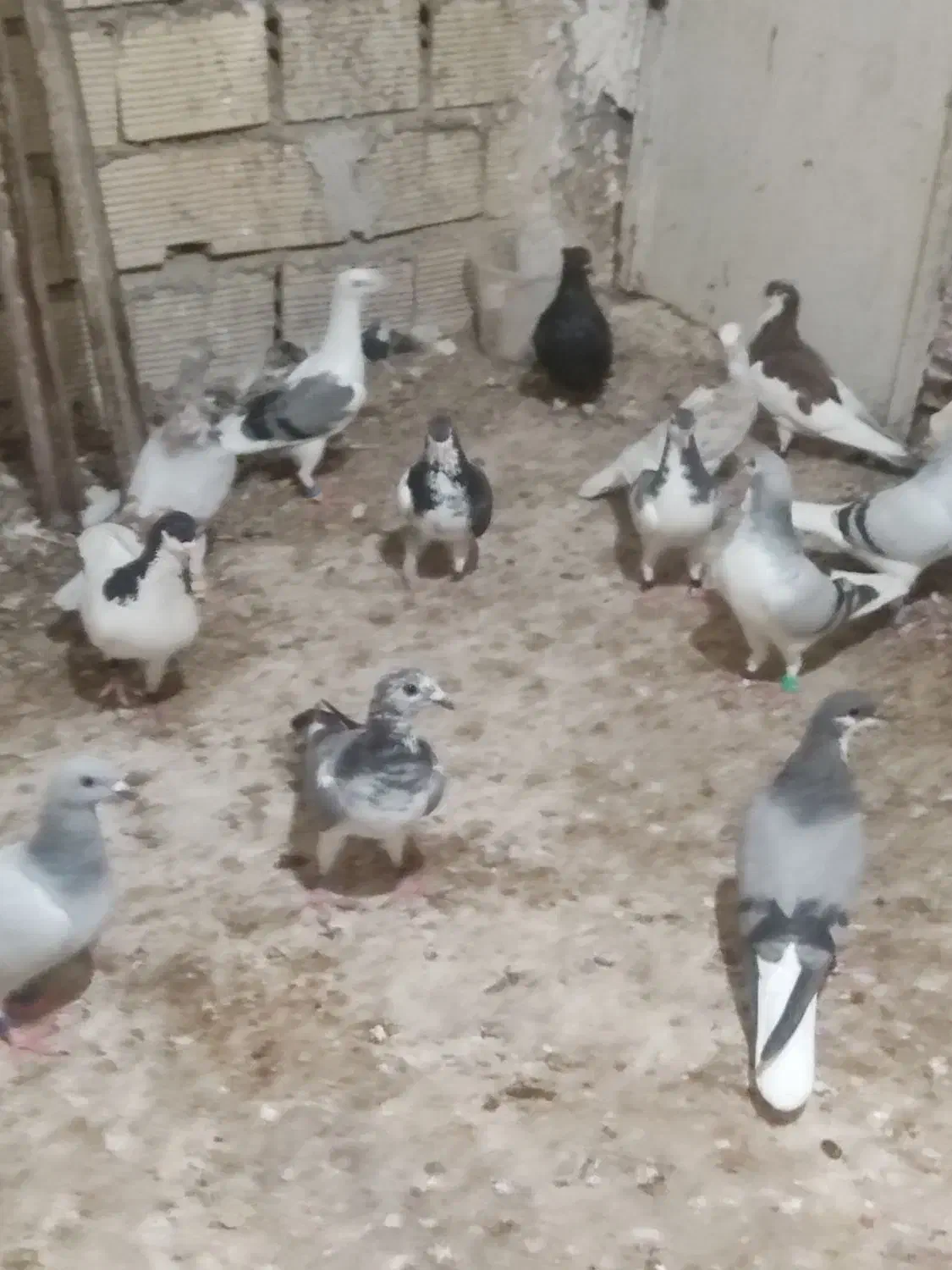 کبوتر شهری سبز همه نره|پرنده|برازجان, |دیوار