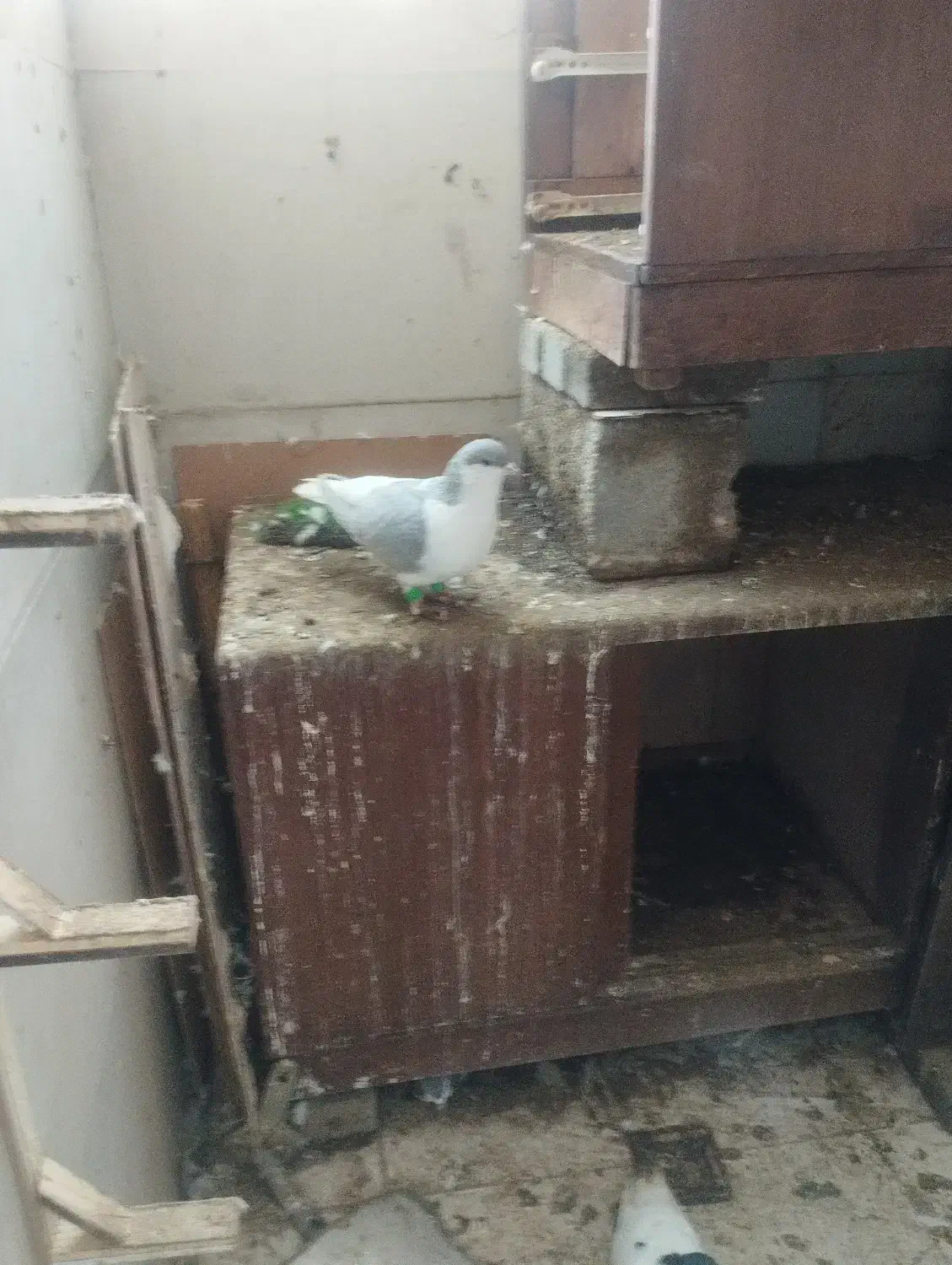 کفتر|پرنده|گلبهار, شهر جدید گلبهار|دیوار