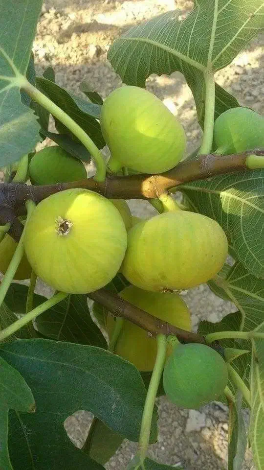 اخرین فرصت خریدانواع نهال با شرایط ویژه|خدمات باغبانی و درختکاری|سنندج, |دیوار