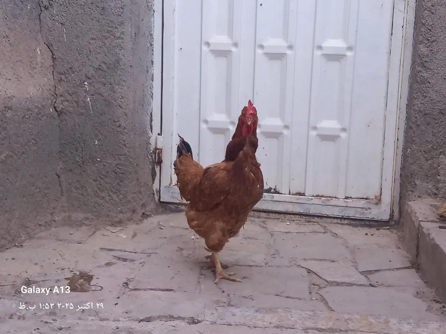 ۳۰۰ هزار تومان|حیوانات مزرعه|سبزوار, ابارش|دیوار