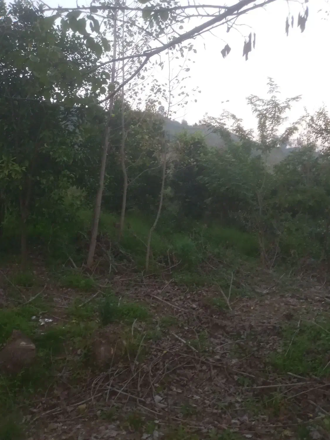 فروش ۴۵۰ متر متری شش میلیون تومان است|فروش دفتر صنعتی، کشاورزی، تجاری|اطاقور, |دیوار