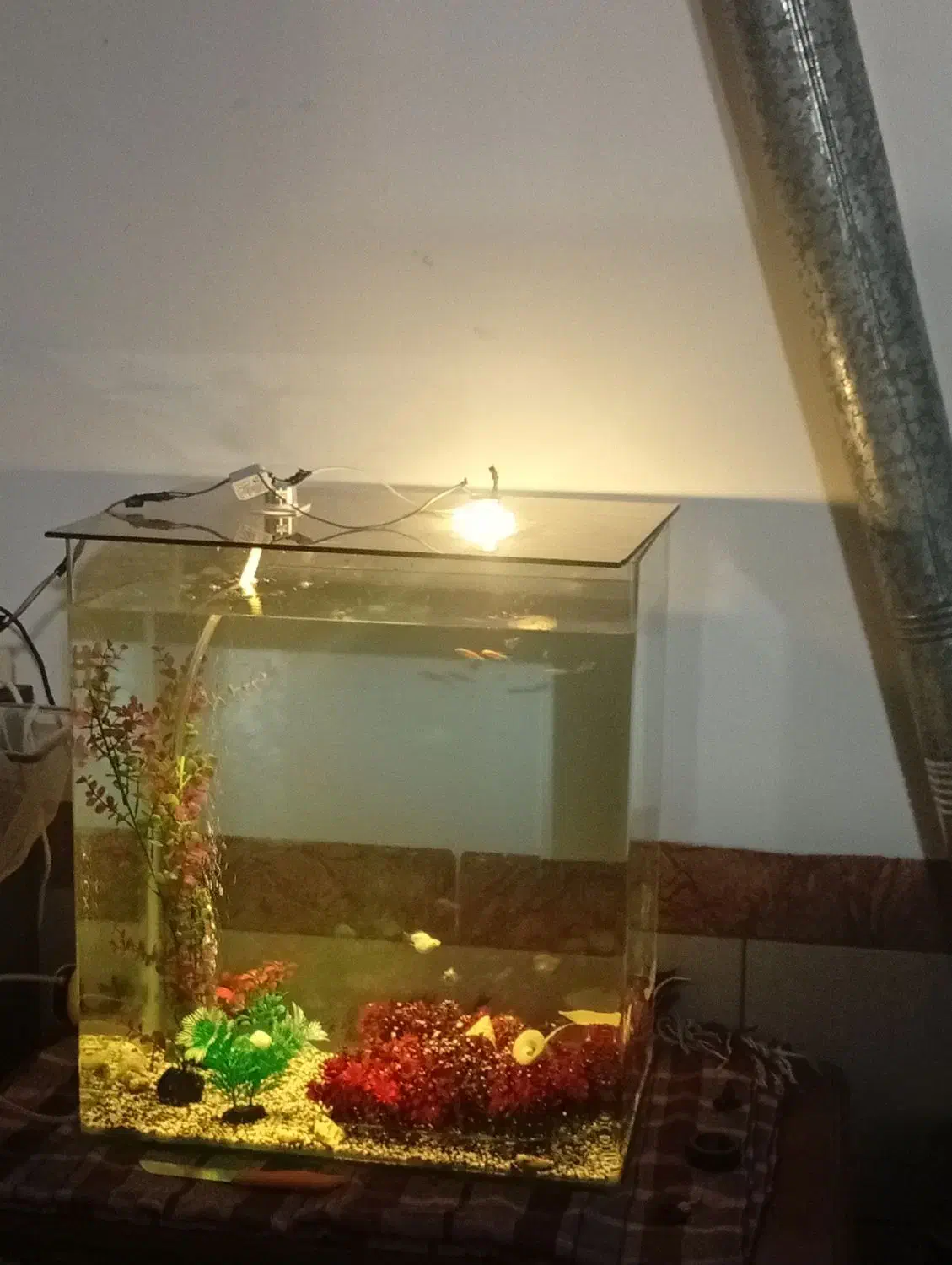 آکواریم شیشه خم با وسایل|ماهی|کرمان, |دیوار