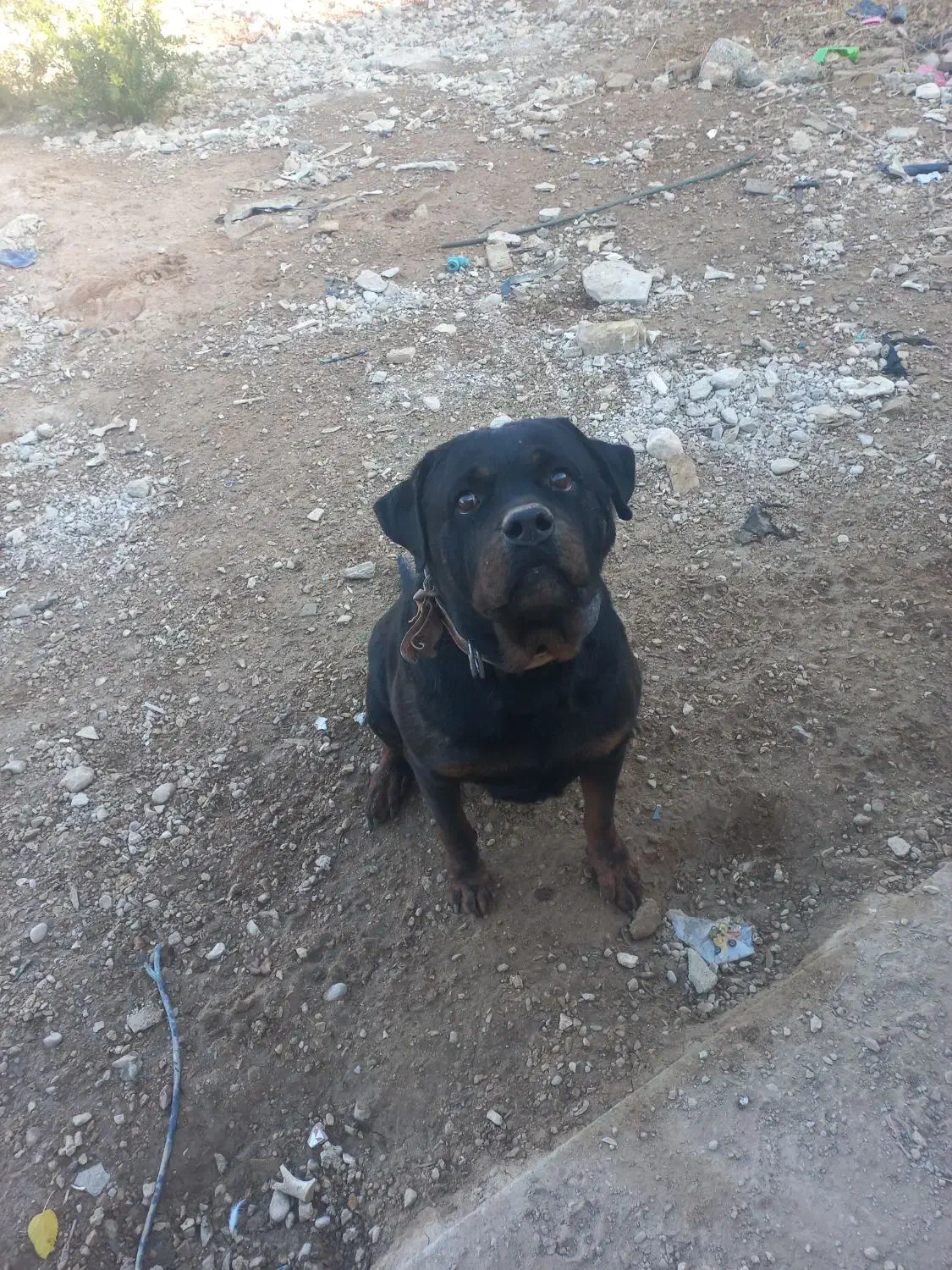 سگ روت ۷ساله|سگ|شیراز, میرزاکوچک خان|دیوار