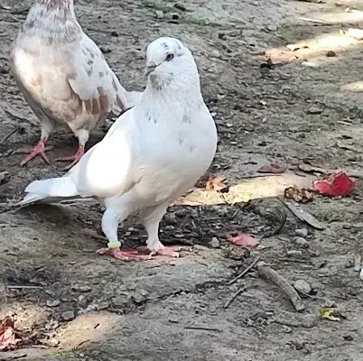 کفتر پرشی|پرنده|نوکنده, |دیوار