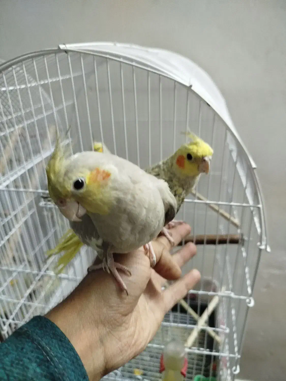 عروس هلندی دستی|پرنده|شاهین‌شهر, نبوت|دیوار