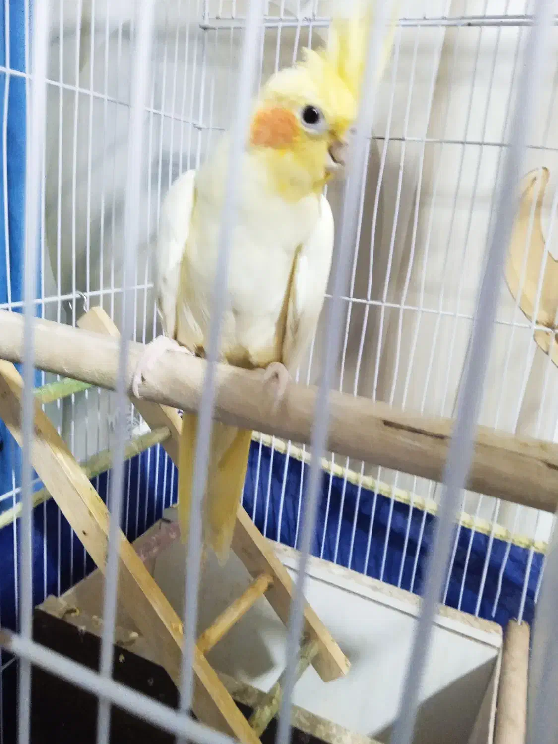 عروس هلندی|پرنده|الوند, |دیوار