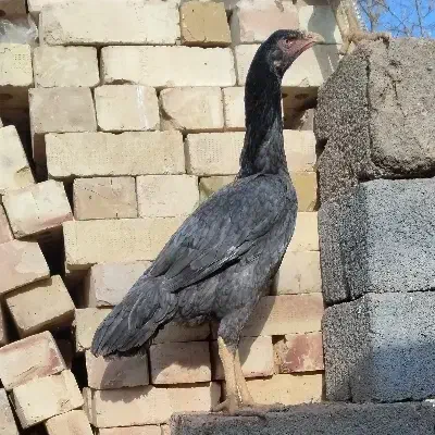 مرغ لاری|حیوانات مزرعه|تربت جام, جامرود|دیوار