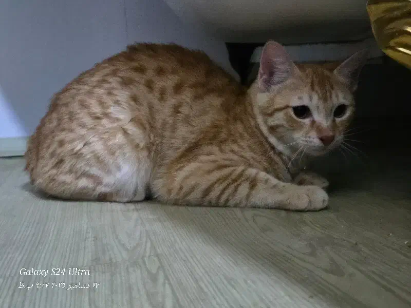 واگذاری گربه ۴ماه|گربه|پاکدشت, پاکدشت (مامازند)|دیوار