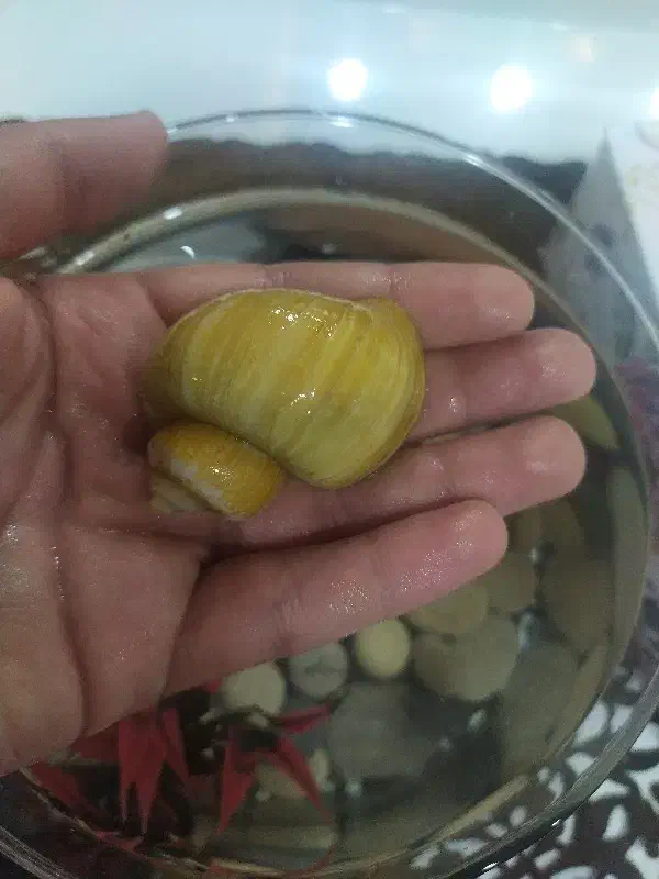 ماهی|ماهی|خرم‌آباد, |دیوار