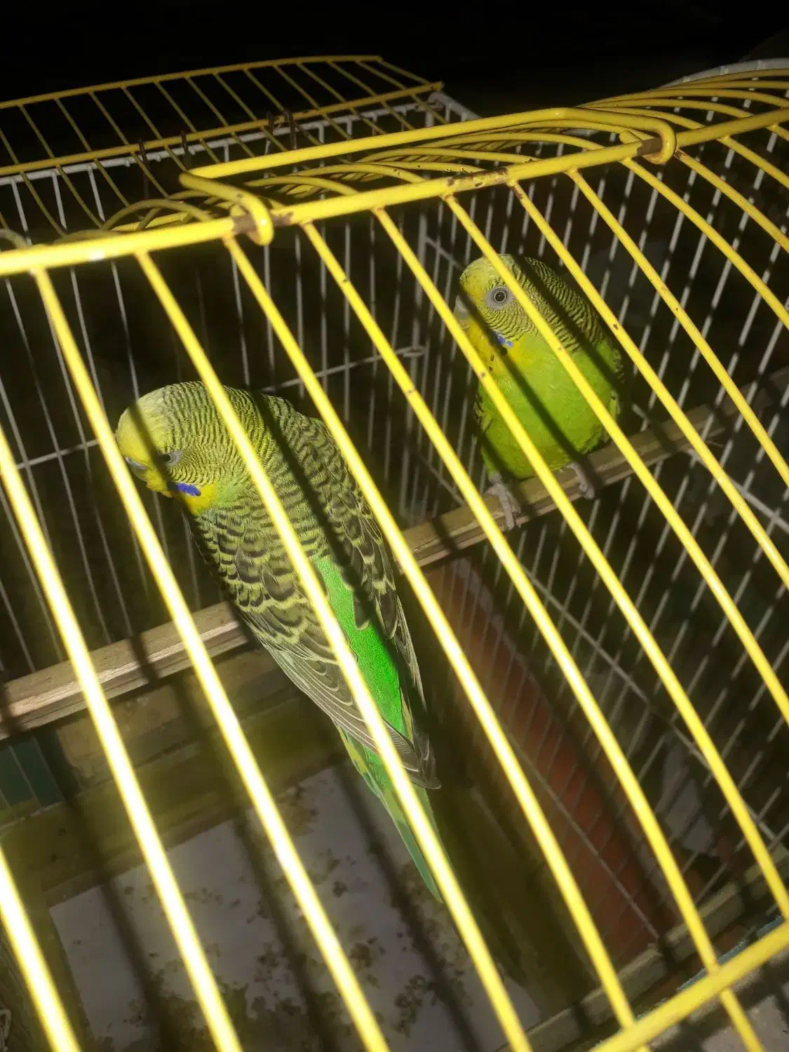 یک جفت مرغ عشق سبز بالغ|پرنده|دره شهر, |دیوار