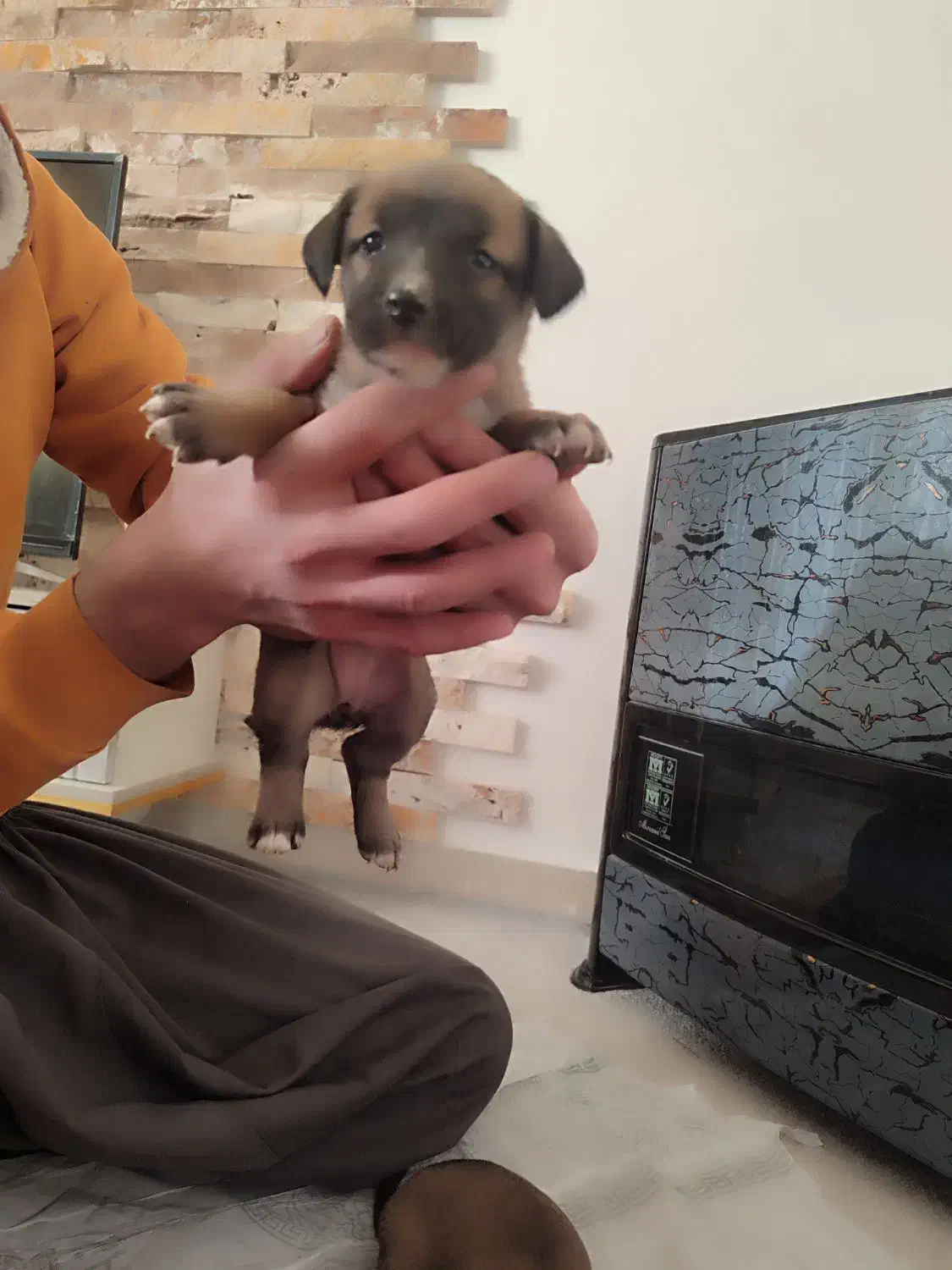 تول|سگ|ملایر, |دیوار