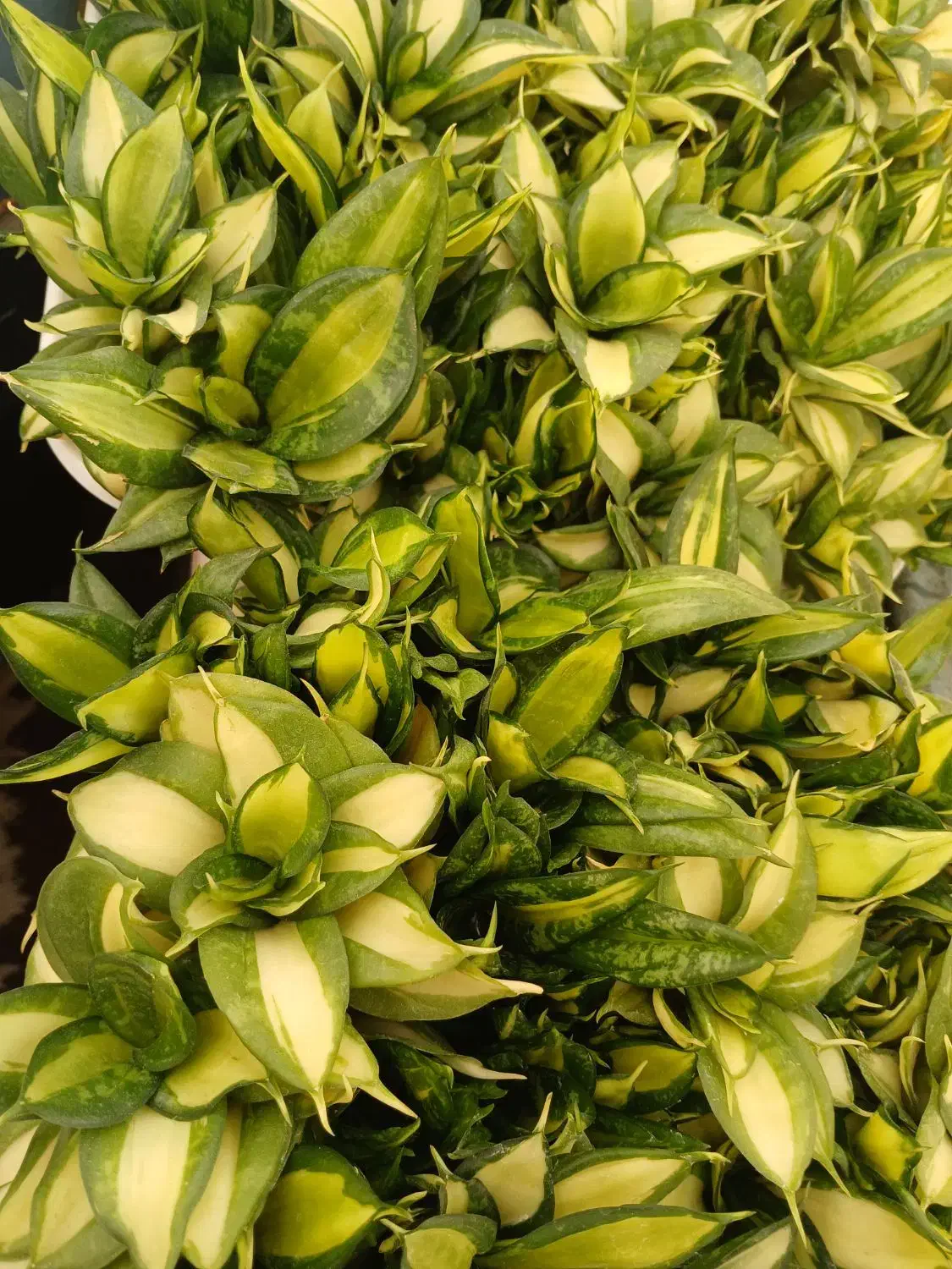 سانسوریا کلکسیونی|گل و گیاه طبیعی|کرمانشاه, |دیوار