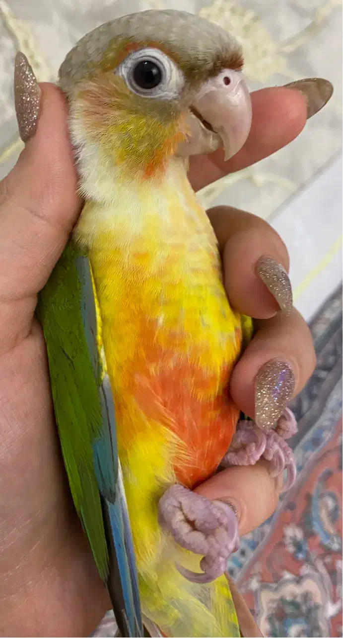 گیرنچیک اهلی|پرنده|تبریز, |دیوار