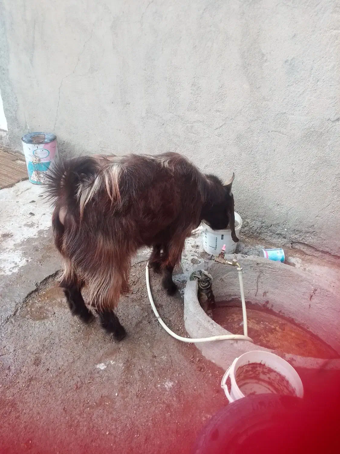 چبش یک و نیم ساله|حیوانات مزرعه|مود, |دیوار