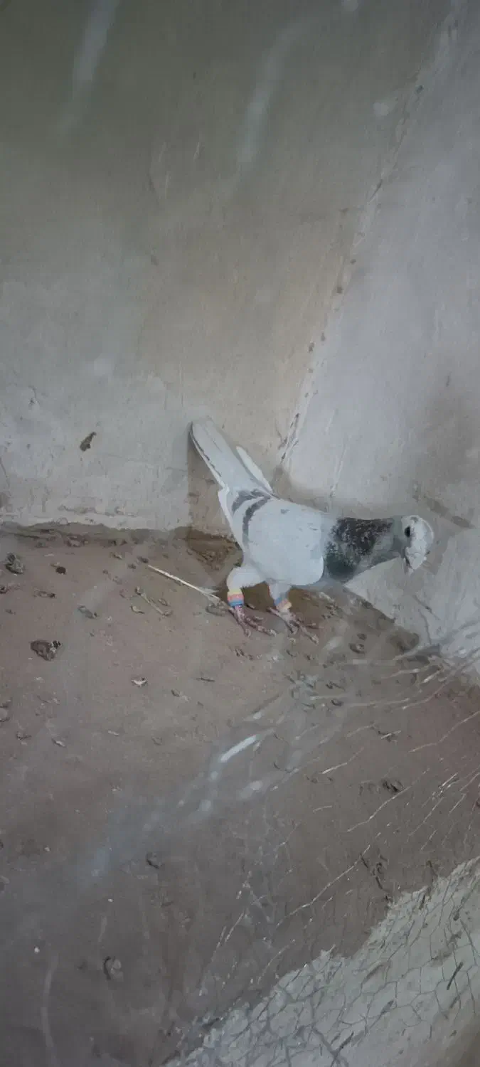 نر مینا اغون|پرنده|تربت‌حیدریه, بالا ولایت|دیوار