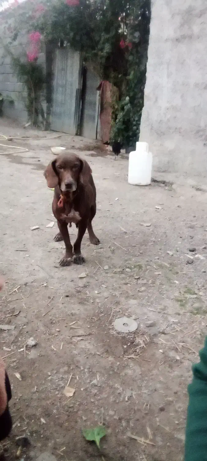 سگ شکاری|سگ|آستانه اشرفیه, |دیوار