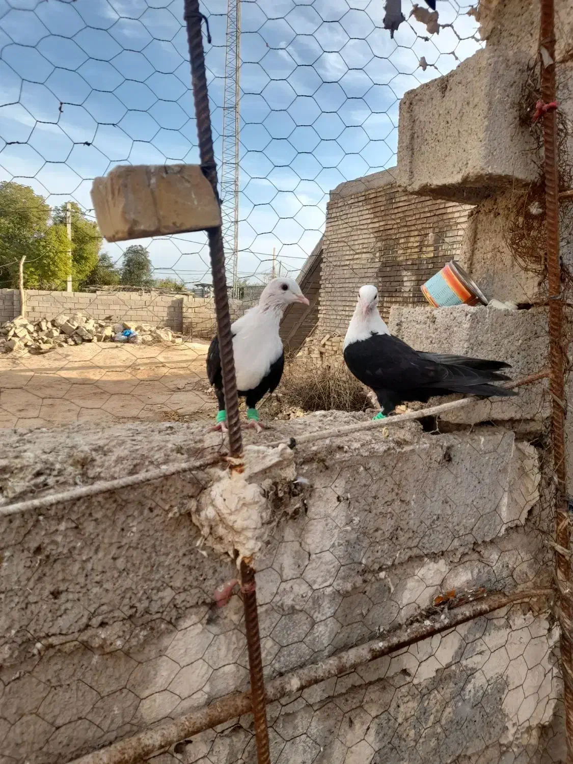 کله سفید|پرنده|سوسنگرد, |دیوار