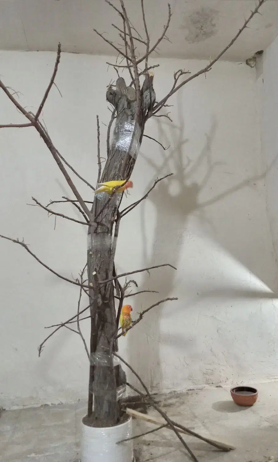 درخت پرنده|لوازم جانبی حیوانات|آران و بیدگل, |دیوار