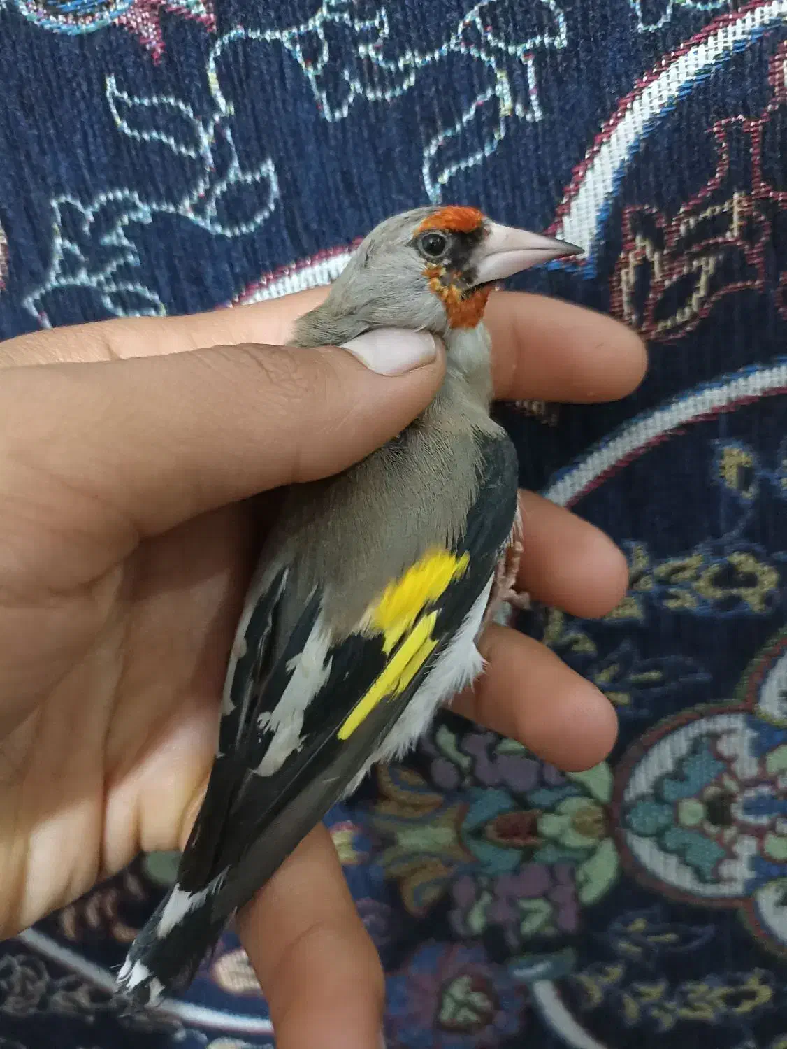 سهره کرمونی نر|پرنده|شیراز, کوشک میدان|دیوار