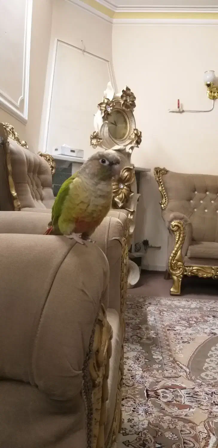 طوطی گرینچیک با عروس هلندی|پرنده|قزوین, |دیوار