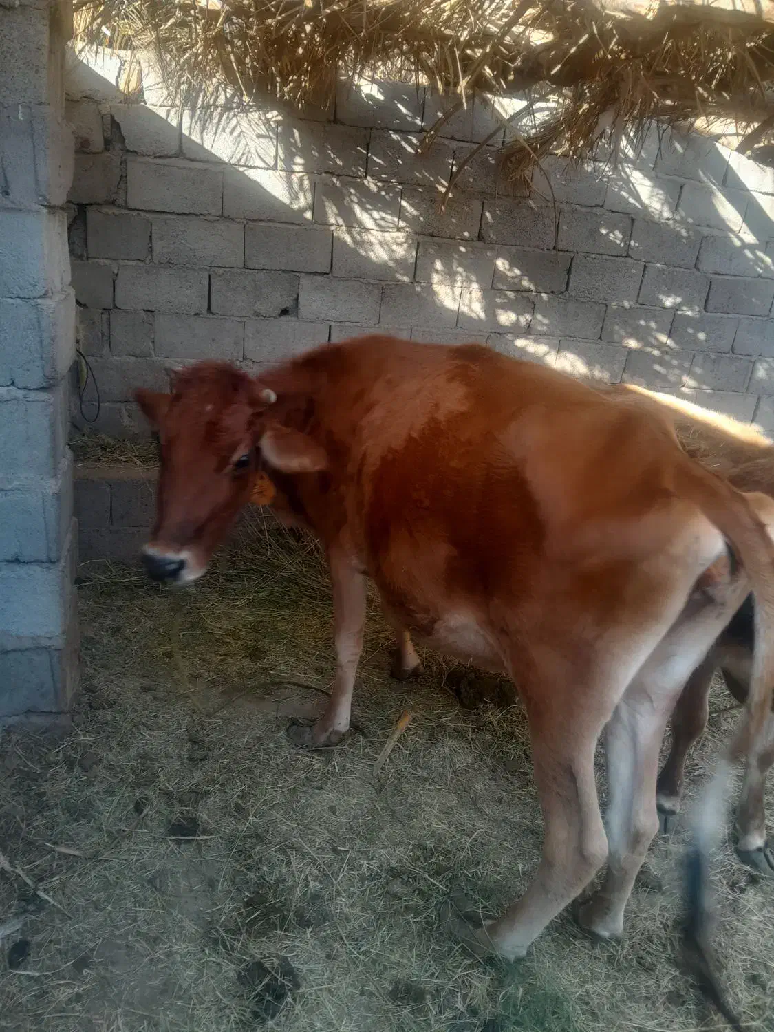 سلام فروش به قیمت مناسب|حیوانات مزرعه|گنبکی, |دیوار