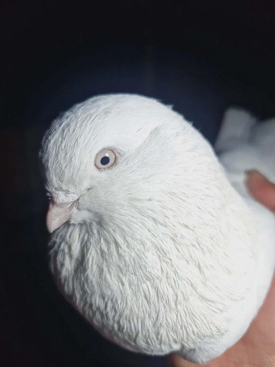 تهرونی چشم سفید|پرنده|فارسان, |دیوار