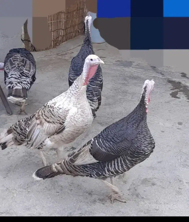 4عدد بوقلمون ماده چاق|حیوانات مزرعه|کوهدشت, |دیوار