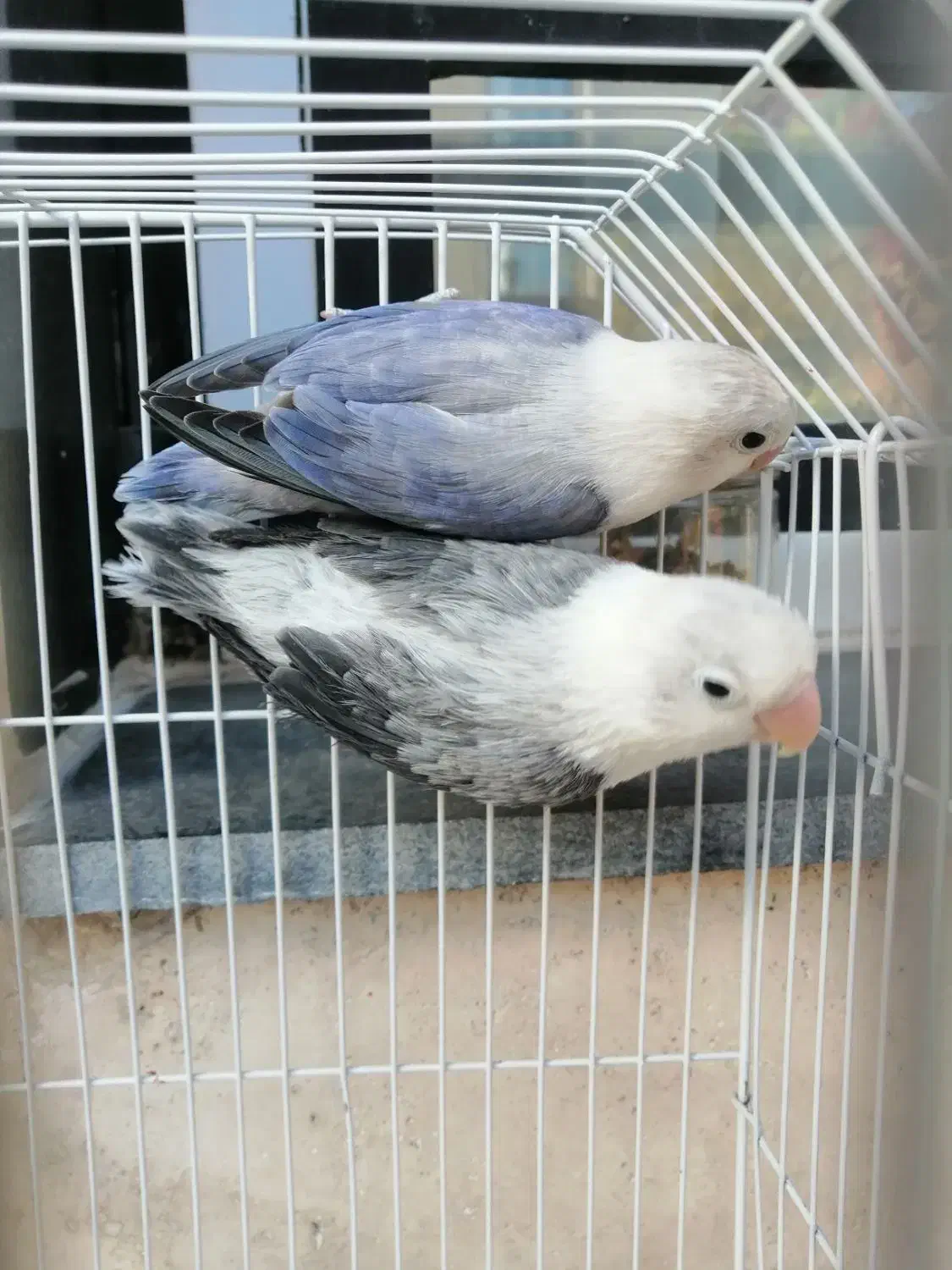 کتوله جوجه tootiبالغ  مولد100|پرنده|تهران, بازار|دیوار