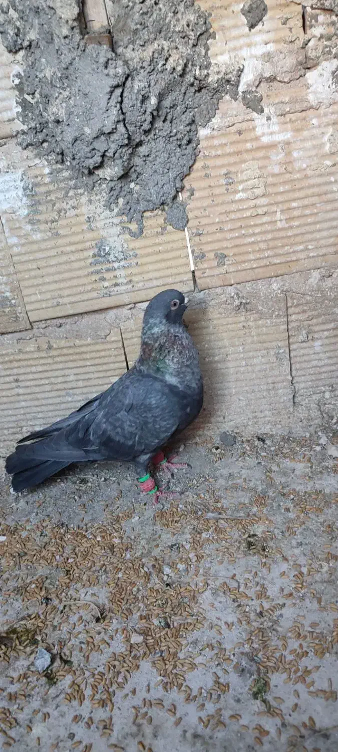 کفتر|پرنده|مشهد, شهرک بهارستان|دیوار