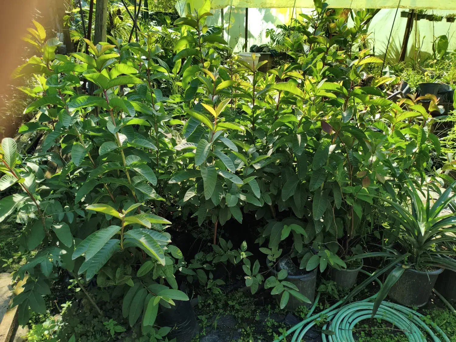 نهال گوآوا|گل و گیاه طبیعی|لاهیجان, آهندان|دیوار